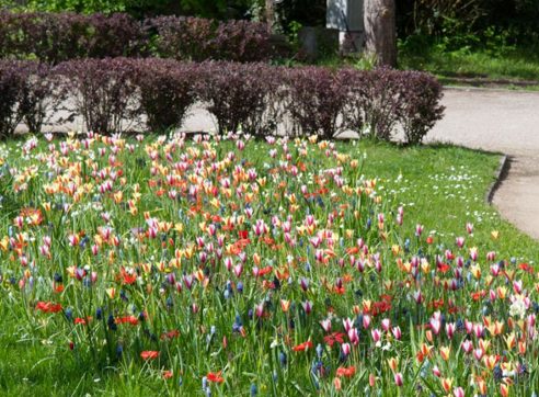 🌷 Einladung zur Pflanzaktion in Hassendorf 🌷