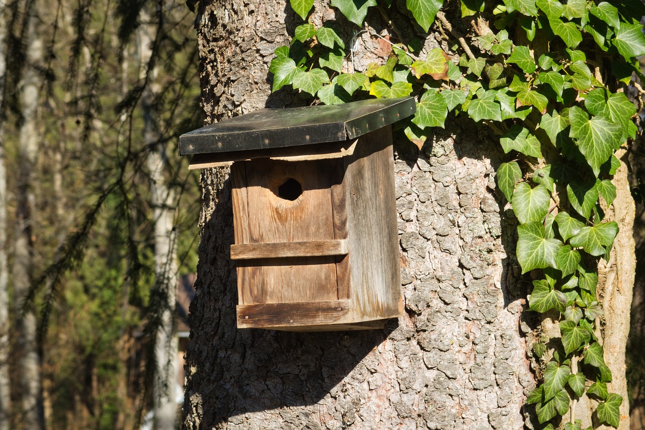 bird house tree ivy bird feeder 4934149