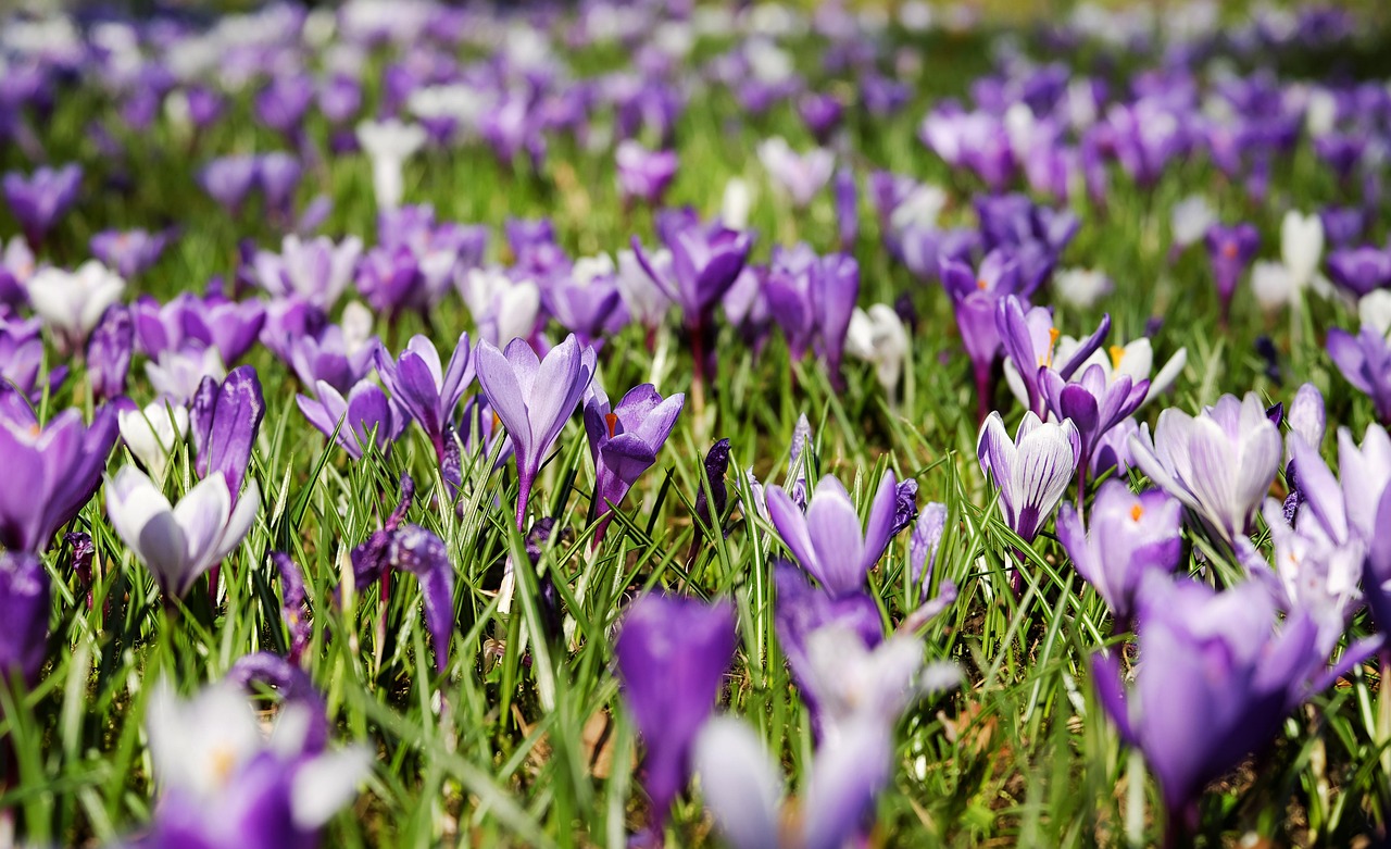 crocuses spring flower bloom 3226433